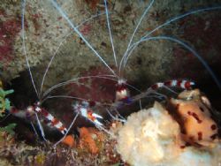 Red bander shrimp, The wall Parguera. by Osvaldo Deleon 
